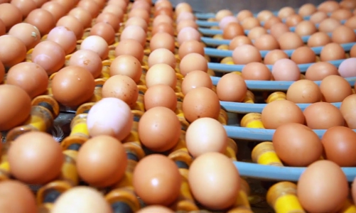 Doanh nghiệp xin tăng giá trứng gia cầm trong chương trình bình ổn 