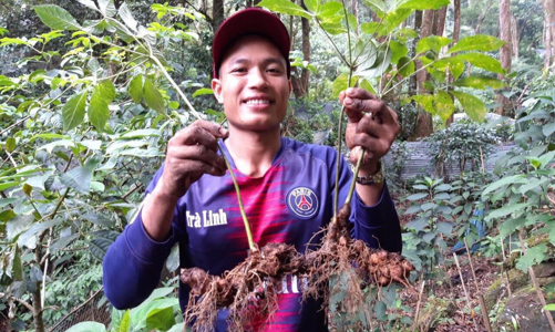 Chương trình phát triển sâm Ngọc Linh cần hơn 70 nghìn tỷ đồng