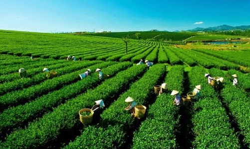 Thương mại giữa Việt Nam và châu Mỹ chưa bứt phá dù rất tiềm năng, vì sao?