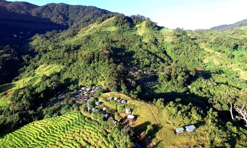 Chuyển 25ha rừng tự nhiên để làm đường lên vùng trồng sâm Ngọc Linh