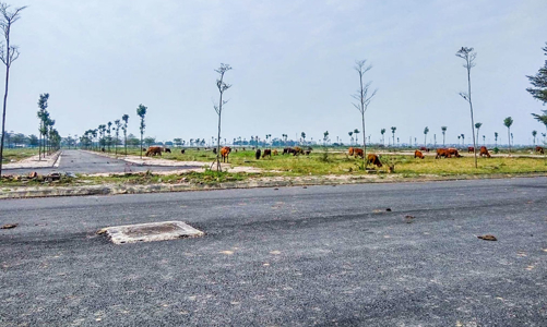 Hải Phòng gia hạn sử dụng đất cho hàng loạt dự án