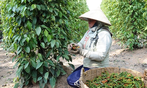 Xuất khẩu hồ tiêu sang các thị trường trọng điểm giảm, vì sao? 