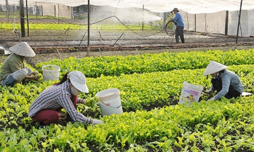 Khơi thông vốn tín dụng cho hợp tác xã nông nghiệp