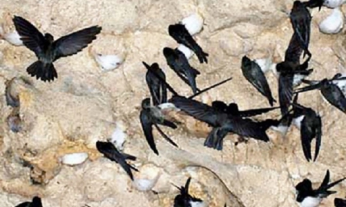 Yến sào Việt Nam sắp được xuất khẩu chính ngạch vào Trung Quốc