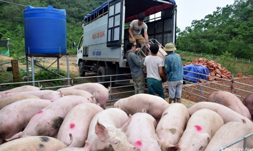 Lạng Sơn tăng cường kiểm tra, kiểm soát chống xuất lậu lợn hơi