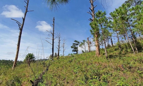 Buộc công ty Song Hải Long bồi thường 23ha rừng bị mất tại Lâm Đồng