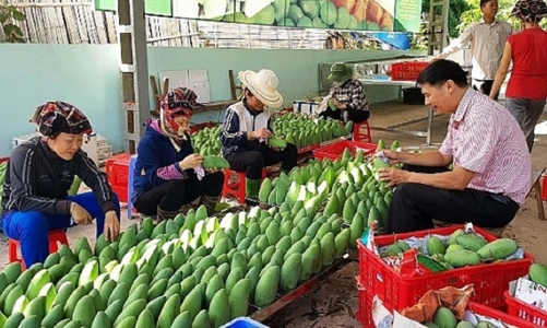 Tăng giá trị xuất khẩu từ doanh nghiệp trong nước 