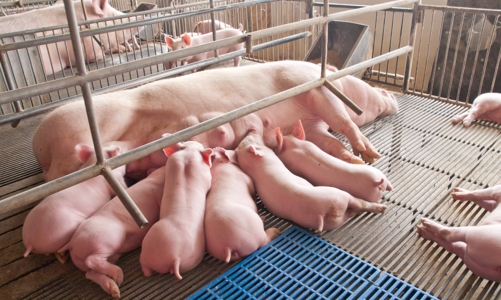 BAF thông qua phương án phát hành riêng lẻ 600 tỷ đồng trái phiếu  cho IFC