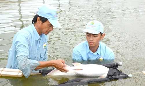 Sản xuất cá tra giống còn bất ổn, nhiều rủi ro