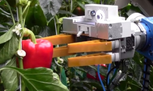 Ngành trái cây chậm cơ giới hóa, vẫn hái quả bằng tay nên tổn thất sau thu hoạch còn cao