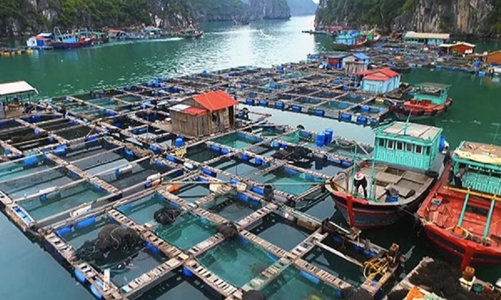 Phấn đấu đến năm 2030, giá trị xuất khẩu thủy sản đạt 12 tỷ USD/năm