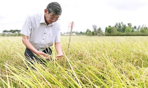Văn phòng Nội các Nhật Bản đưa gạo ST25 Việt Nam vào thực đơn 