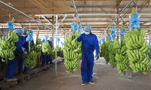 HoSE tiếp tục giữ nguyên diện cảnh báo đối với cổ phiếu HNG