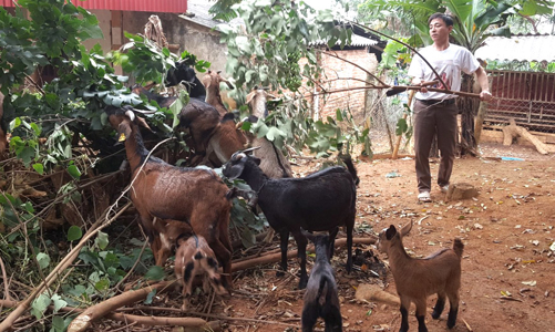 Hà Nội đồng bộ các chính sách, giải pháp hỗ trợ giảm nghèo bền vững