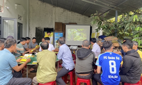 Phân bón Cà Mau - Giải pháp giảm chi phí canh tác cho cây Sầu Giêng Tây Nguyên