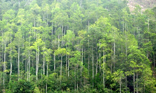 Nghịch lý gỗ rừng trồng khó chứng minh tính hợp pháp
