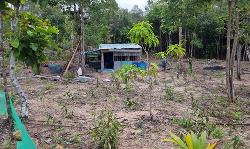 Kiên Giang: Xử lý nghiêm phá rừng, không có căn cứ trả lại đất cho 10 hộ dân tại U Minh Thượng