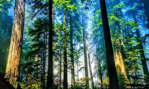 Phát triển nghề rừng bền vững là hạt nhân của tăng trưởng xanh