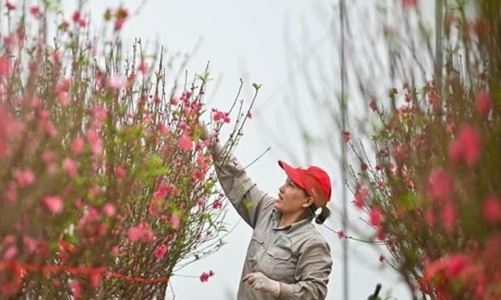 Chưa thống nhất phương án nghỉ Tết Nguyên đán 2023