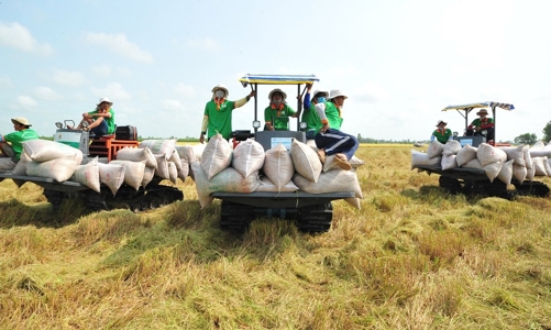 Ấn Độ cấm xuất khẩu gạo, Thủ tướng yêu cầu thực hiện các giải pháp phù hợp bảo đảm lợi ích của người nông dân