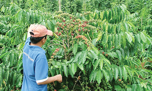 Xuất khẩu cà phê hướng mốc kỷ lục 4 tỷ USD
