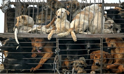 Tổ chức quốc tế tài trợ hơn 1 tỷ đồng để khách du lịch, người Hội An không ăn thịt chó, mèo