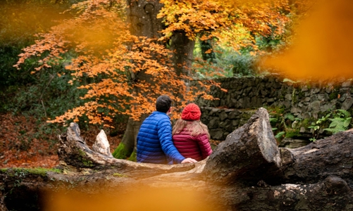 Tour du lịch “ngắm lá đỏ” vào mùa đắt khách