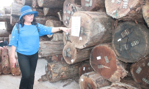 “Hộ chiếu xanh” FLEGT cho xuất khẫu gỗ: Thách thức trước mắt nhưng lợi ích lâu dài