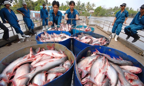 Xuất khẩu cá tra hướng tới mốc kỷ lục 2,5 tỷ USD