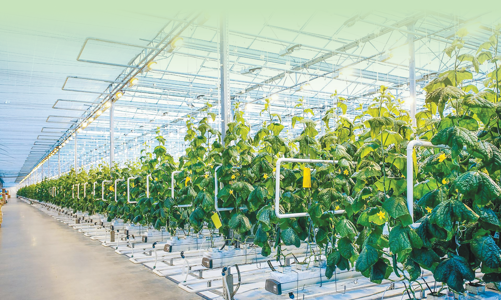 Ngành nông nghiệp phục hồi với tăng trưởng xanh