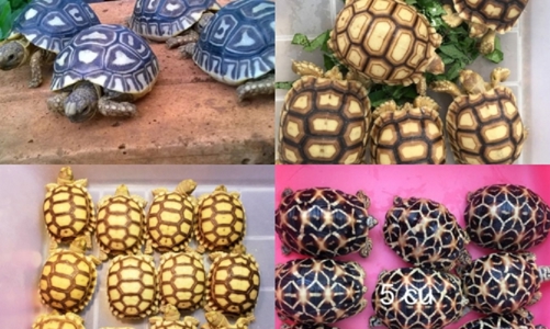 Nhiều loài rùa có nguy cơ tuyệt chủng do tình trạng mua bán trái phép trên 