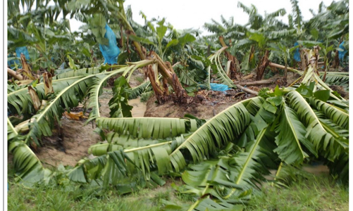 Thiệt hại do siêu bão Noru, 9 tháng đầu năm HNG báo lỗ hơn 1.000 tỷ đồng