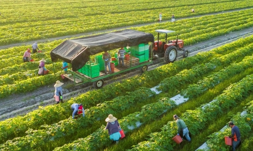 Nông nghiệp Việt Nam hướng đến những giá trị xanh 