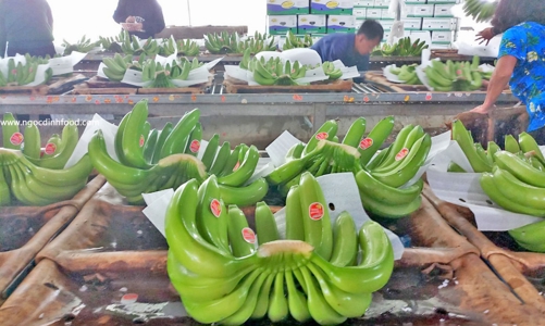 Sức bật cho xuất khẩu chuối
