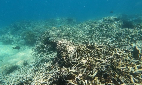 Khánh Hoà phục hồi vịnh Nha Trang