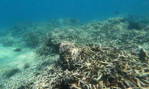 Nha Trang Bay to undergo restoration