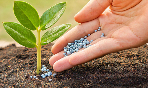 VCSC: Giá Urê sẽ cao đến năm 2023, DCM và DPM sẽ trả cổ tức hấp dẫn để mua vào 