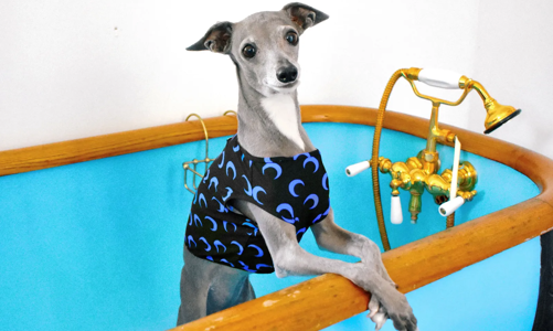 Thị trường tiêu dùng cho thú cưng sẽ vượt mức 350 tỷ USD trước năm 2027?