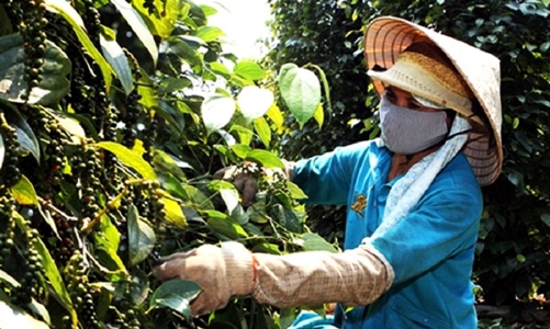 Xuất khẩu tiêu khởi sắc nhưng chưa giành lại được mốc 1 tỷ USD