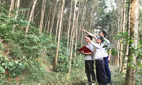 Liên kết trồng rừng bền vững: Chủ động nguồn gỗ nguyên liệu