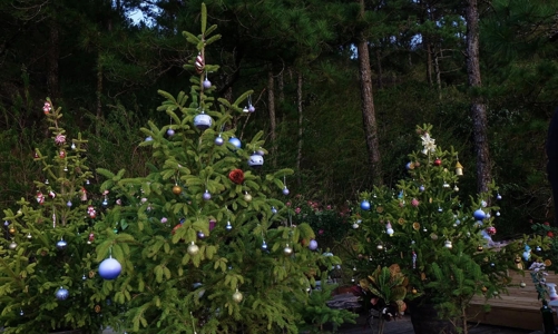 Thị trường thông tươi và đồ trang trí Giáng sinh bắt đầu nhộn nhịp