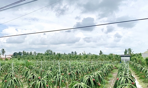 Được mùa Thanh Long cùng NPK Cà Mau