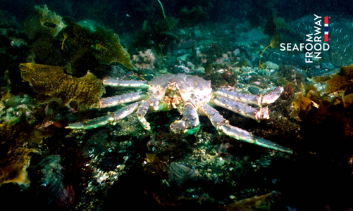 Loại hải sản “vua” nào được check-in phòng VIP sân bay hàng ngày?