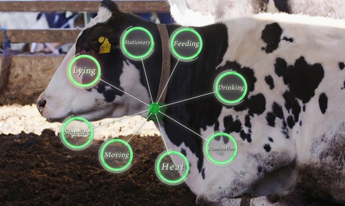 Thiết bị công nghệ trong chăn nuôi bò có thể ứng dụng trong chăm sóc sức khỏe con người