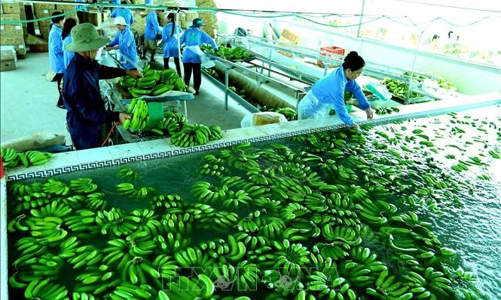 Hướng đi bền vững của doanh nghiệp: Đẩy mạnh xuất khẩu xanh 