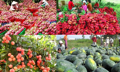 Xuất siêu ngành rau quả giảm mạnh do xuất khẩu giảm, nhập khẩu tăng quá mạnh