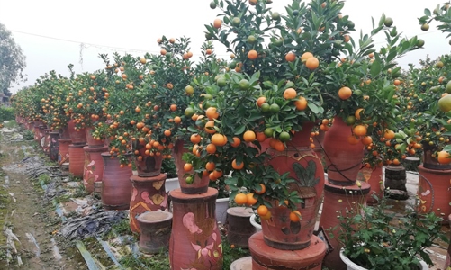 Hà Nội: Quất Tứ Liên, Đào Nhật Tân sẵn sàng phục vụ Tết Quý Mão