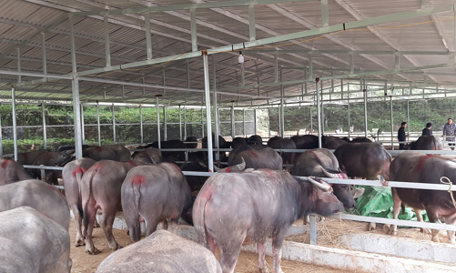 Không để trâu bò lậu “chui lọt lỗ kim” vào nội địa