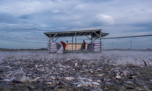 “Tung hoành” thị trường Âu -Mỹ, cá tra vẫn khó “bơi” về thị trường trong nước 