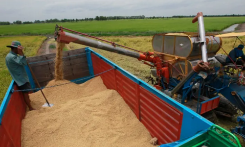 Khủng hoảng ngành gạo Thái Lan: Đồng ruộng ngày càng nhiều gạo Việt Nam